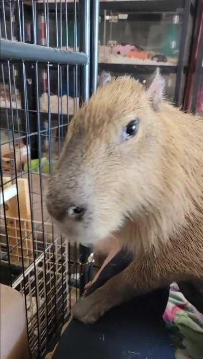 Help! I ran out of blueberries!