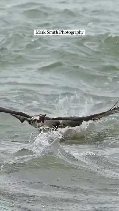 🔥 This might be one for the record books. This bird gets pulled under 3 times but manages to get out of the water with a massive pompano in tow.