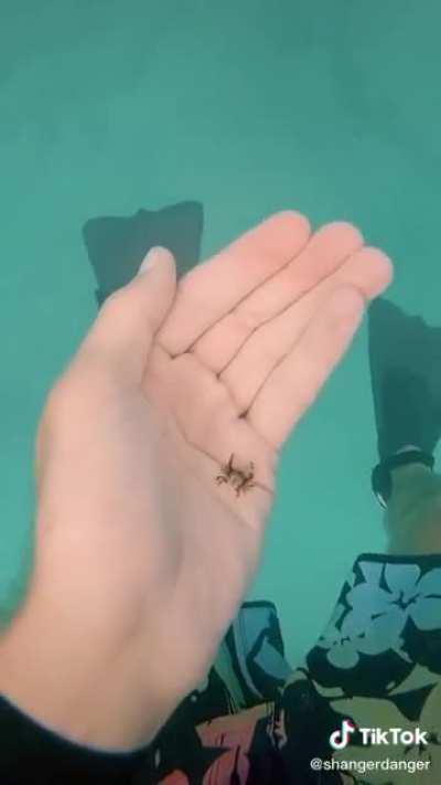 This diver’s whole tiktok is both cool and concerning