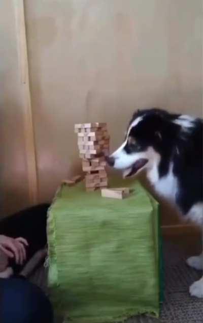 This dog that plays Jenga