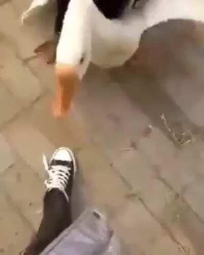 Dog protects owner without hurting geese