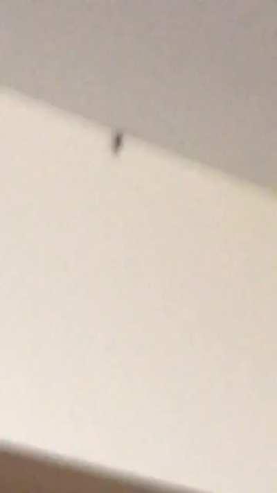 Big spiders plus arachnophobia don&rsquo;t mix well