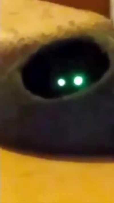 My cat turned into a cloaker