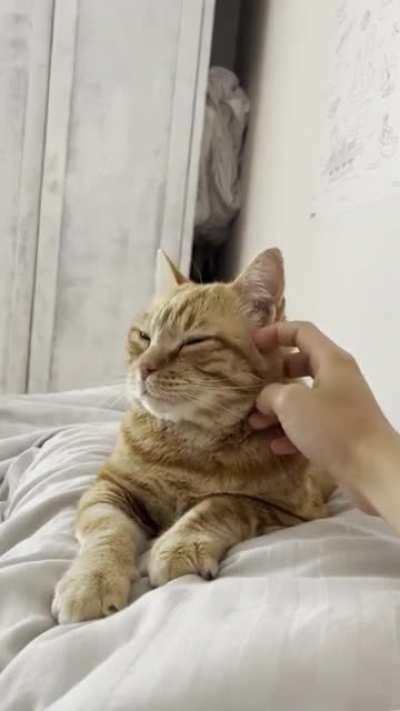 Morning ear rubs to activate the braincell (sound on for purrs)