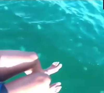 Landing in a school of jelly fish