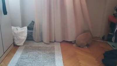 His favorite type of playing, we call him little bride when he is doing this.