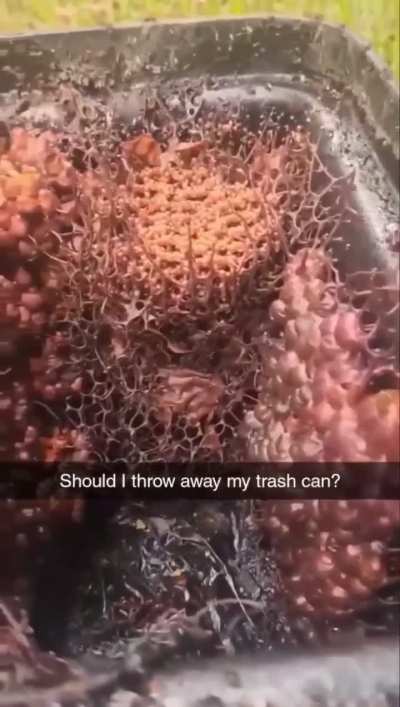 Should they throw away their trash can?