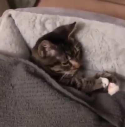 Not just the tuck... not just the grab... but also the cuddle. =^.^=