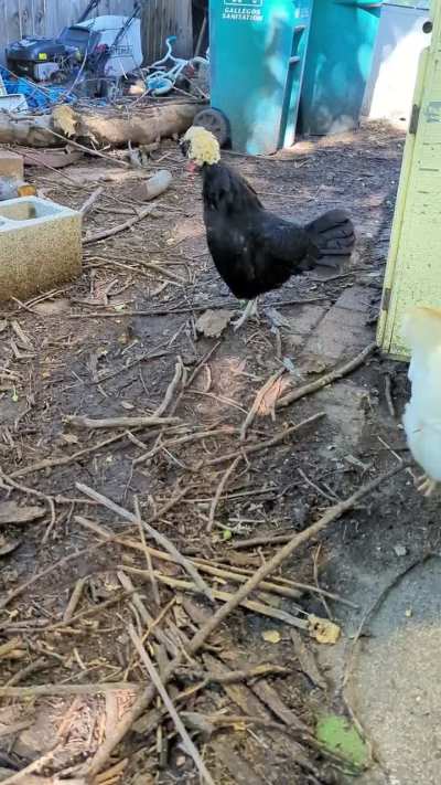 Do hens count?