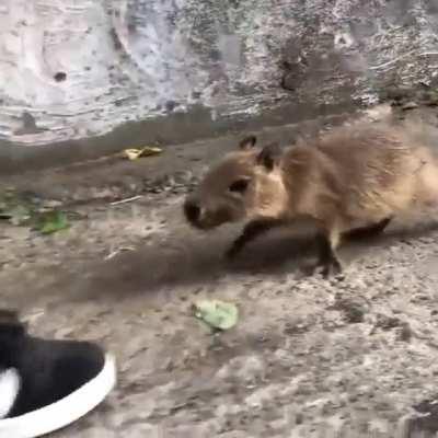 Oh lordy he walking 🚶🏾‍♀️