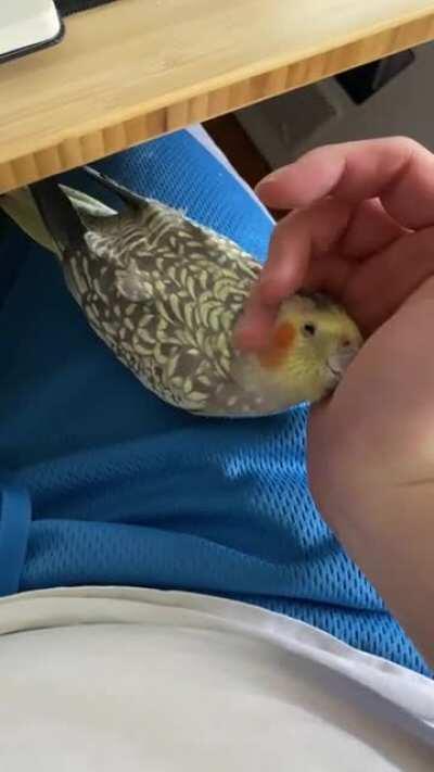 How to summon the borb