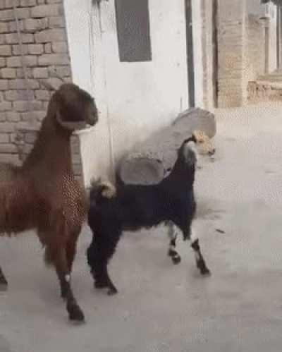 WHAT KIND OF GOATS ARE THESE AND WHY ARE THEY SO SWAG???