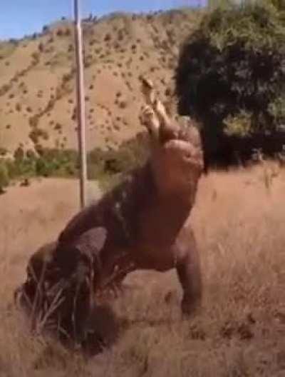 Komodo dragon swallows a deer in one bite!!!