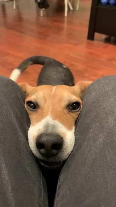 Leia’s way of politely asking for a walk