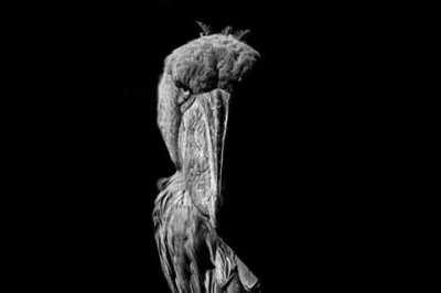 Stop scrolling and look at this fucked up bird