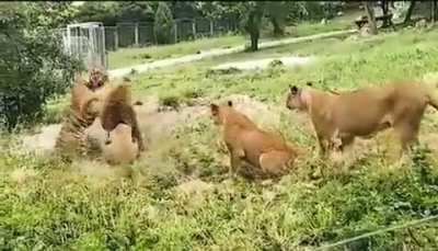 to subdue a Bengal tiger