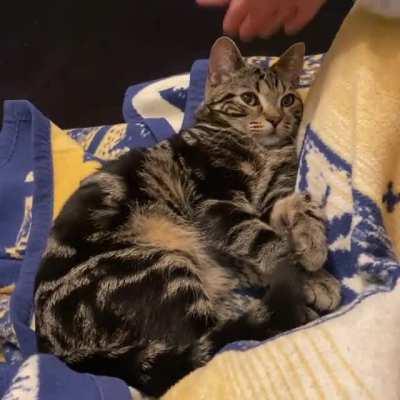 Squish Pt.II - Hector is back