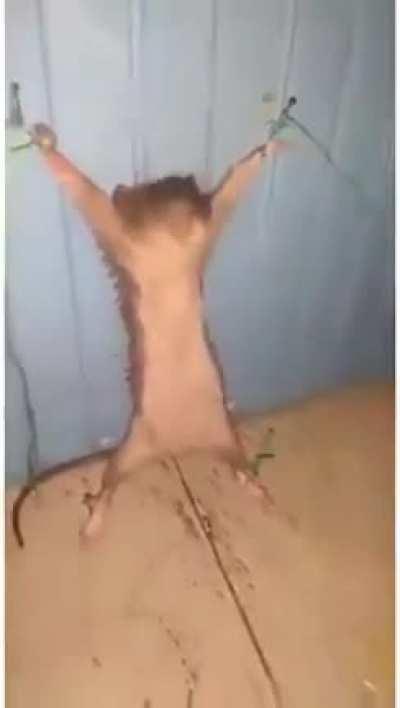 Jugador de freefire no quiere comer 😡