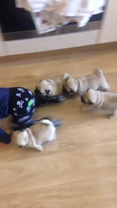 tiny human attacked by deadly pack of doggos