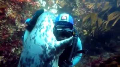 🔥 A seal approaches a diver and hugs him