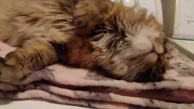 Pudgy report! Living his best life.