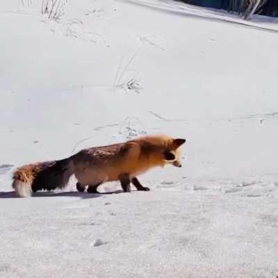 Fox hunting its prey under the snow
