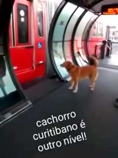 dog curitibano