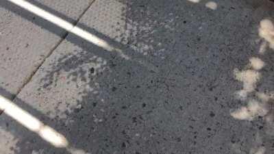 The pixilated shadow of these leaves