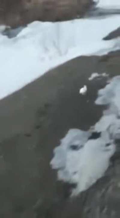 Rabbit outruns a train 🐇 vs 🚃