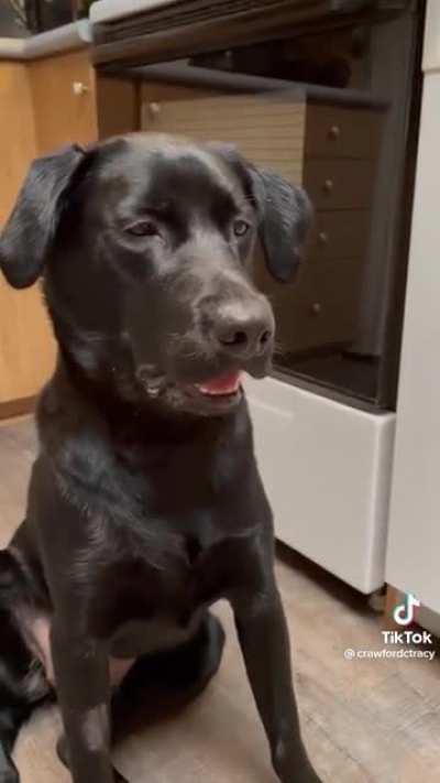 Dog tries mango, dies inside a little with each chomp