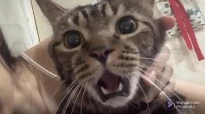 Cat’s reaction to getting a kiss