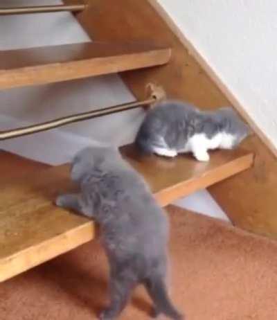 I will climb this step...Ohhh...or next time..