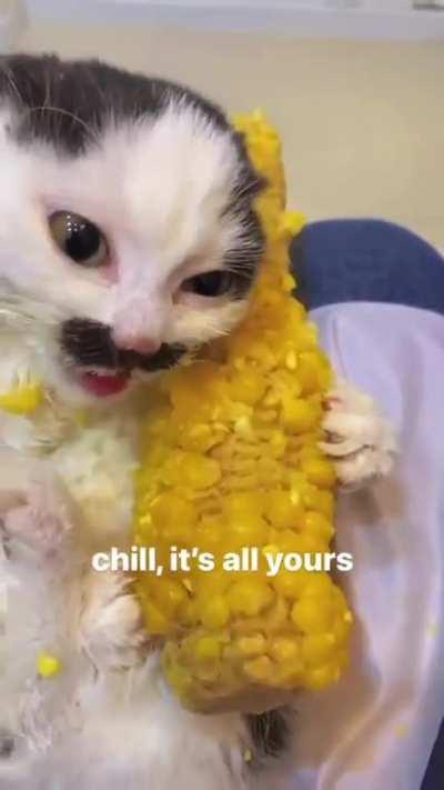 Cat vs corn