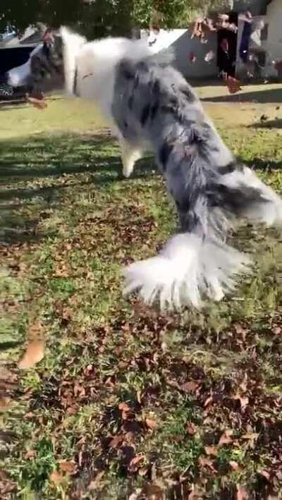 Can’t beleaf this landing.