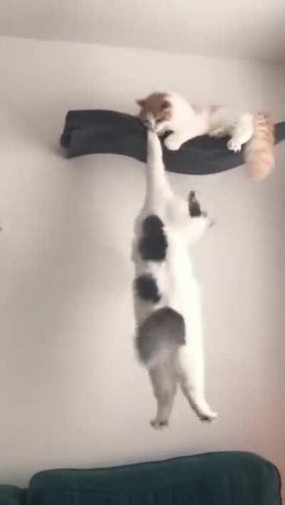 Long Live The King! - 