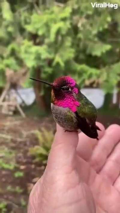 the way this birds head feathers change colors when its head moves