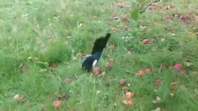 Вечер пятницы, наелась Сидора