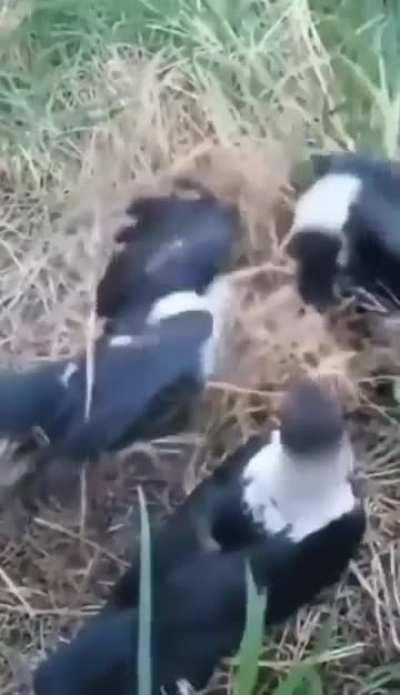 It is unknown how much more forest fires there would be in the world if not for birds