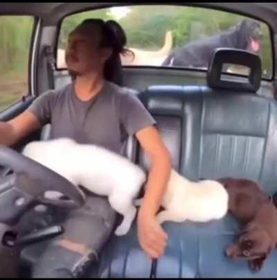 Man’s best friend for a reason