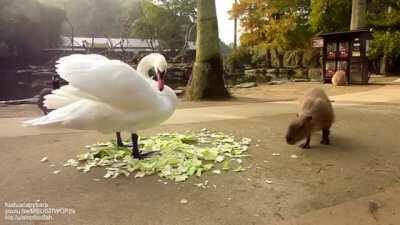Angry bird vs. chilled herd