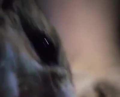 Grasshopper mouse fought and killed a venomous scorpion then drank the venom and after proceeds to howl at the moon to claim its victory.