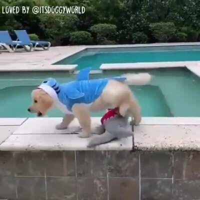 Be aware of puppy shark