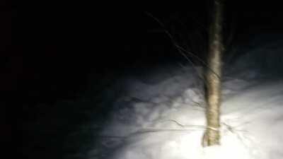 The dog I found abandoned in the woods just helped me find a dog lost in the woods