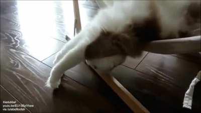 Cat learns to use a hammock