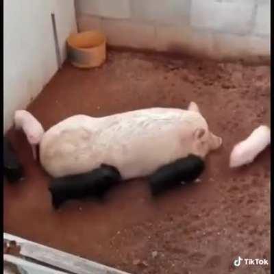 Working from home because the kids school got cancelled