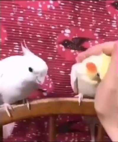Only two personalities bird have