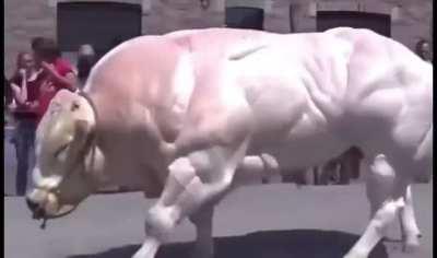 This is a bull born without myostatin, the absence of myostatin allows for unrestricted muscle growth, resulting in beasts like this being formed.