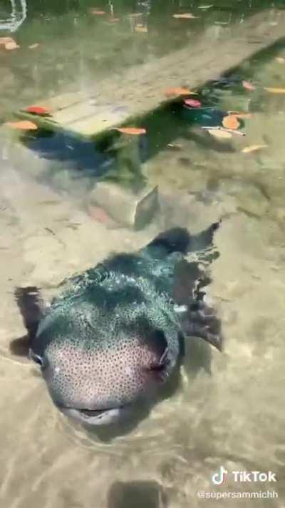 What kind of puffer is this? Mbu?