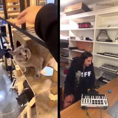 Alugalug cat got Remixed by the Kiffness