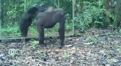 Animals reacting to their reflection 